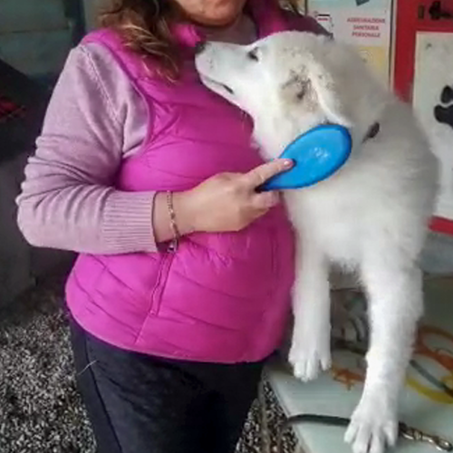 Perun pelo pulizia e Cura Cane Perun pelo pulizia e Cura Cane